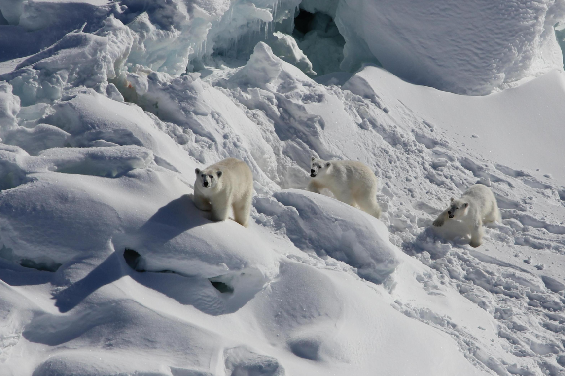 Adaptations of Genetically Isolated Polar Bears in Southeast Greenland